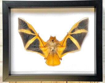 The Painted Bat (Kerivoula picta) Deep Shadow Box Frame Display Insect Bug