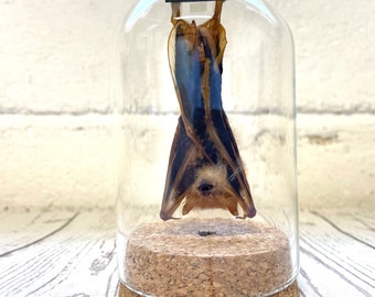 The Painted Bat (Kerivoula picta) Hanging in Glass Bell Cloche Dome Display Jar Insect