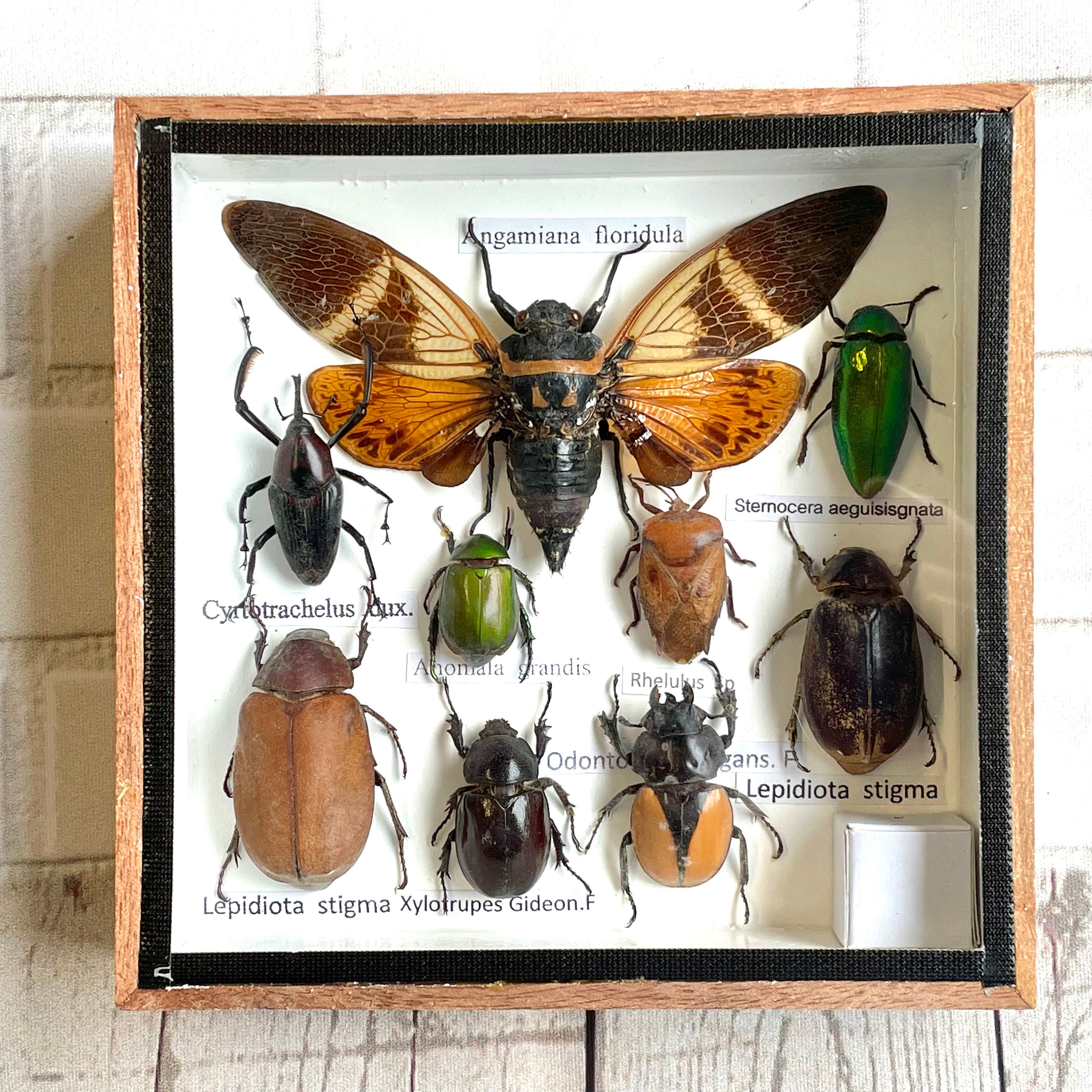 Insect Display Box Frame Display Case Bug Insect 3 Etsy