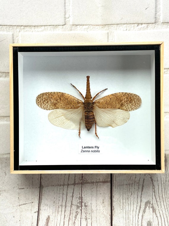Lantern Fly (Zanna nobilis) Cicada Box Frame Display Case Beetle Bug Insect