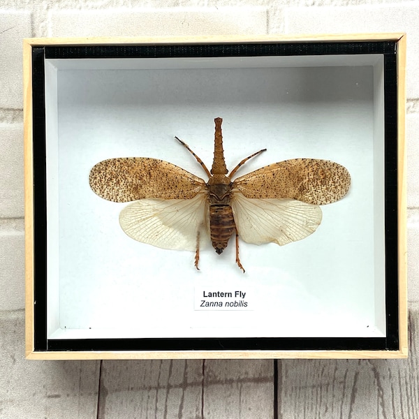 Lantern Fly (Zanna nobilis) Cicada Box Frame Display Case Beetle Bug Insect