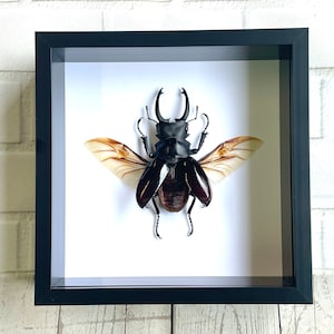 May include: A framed insect specimen of a stag beetle with wings spread out. The beetle is black with brown markings and has translucent wings with brown veins.