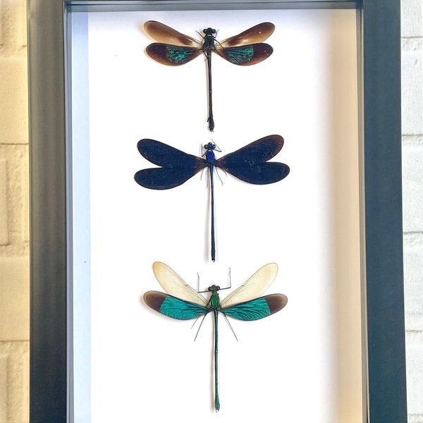 3 x Damselfly Dragonfly Deep Shadow Box Frame Display Insect Bug