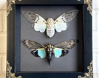 Par de cigarras fantasma blanco + ala turquesa en caja de exhibición con marco de sombra profunda de estilo barroco