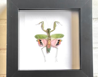 Pink Flower Mantis (Caliris elegans) Male Deep Shadow Box Frame Display Beetle Insect Bug