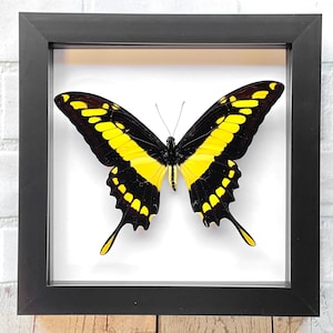 König Schwalbenschwanz Schmetterling (Papilio thoas cinyras) Tiefe Schatten Box Rahmen Display Insekt Bug