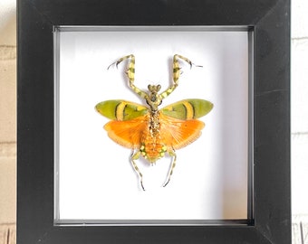 Banded Flower Mantis (Theopropus elegans) Deep Shadow Box Frame Display Beetle Insect Bug