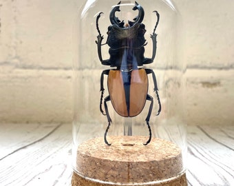 Orange Stag Beetle (Odontolabis ludekingi) Glass Bell Cloche Dome Display Jar Insect