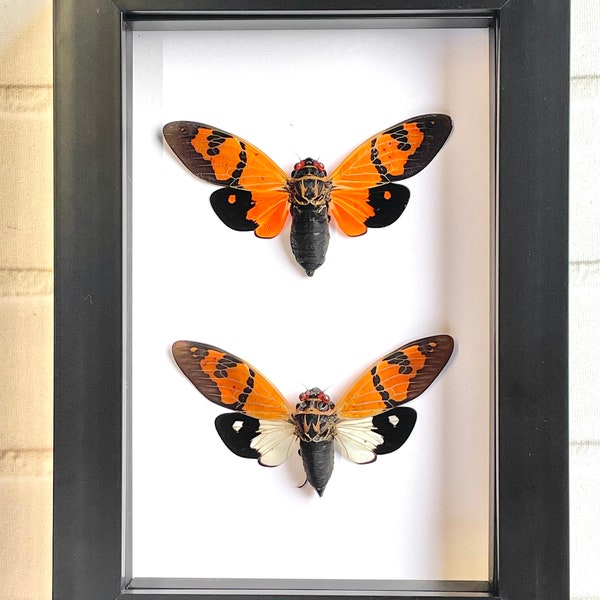 Cicada Pair (Gaeana festiva) Shadow Box Frame Display Beetle Bug Insect