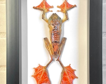 Harlequin Tree Frog (Rhacophorus pardalis) Female Deep Shadow Box Frame Display Insect Bug