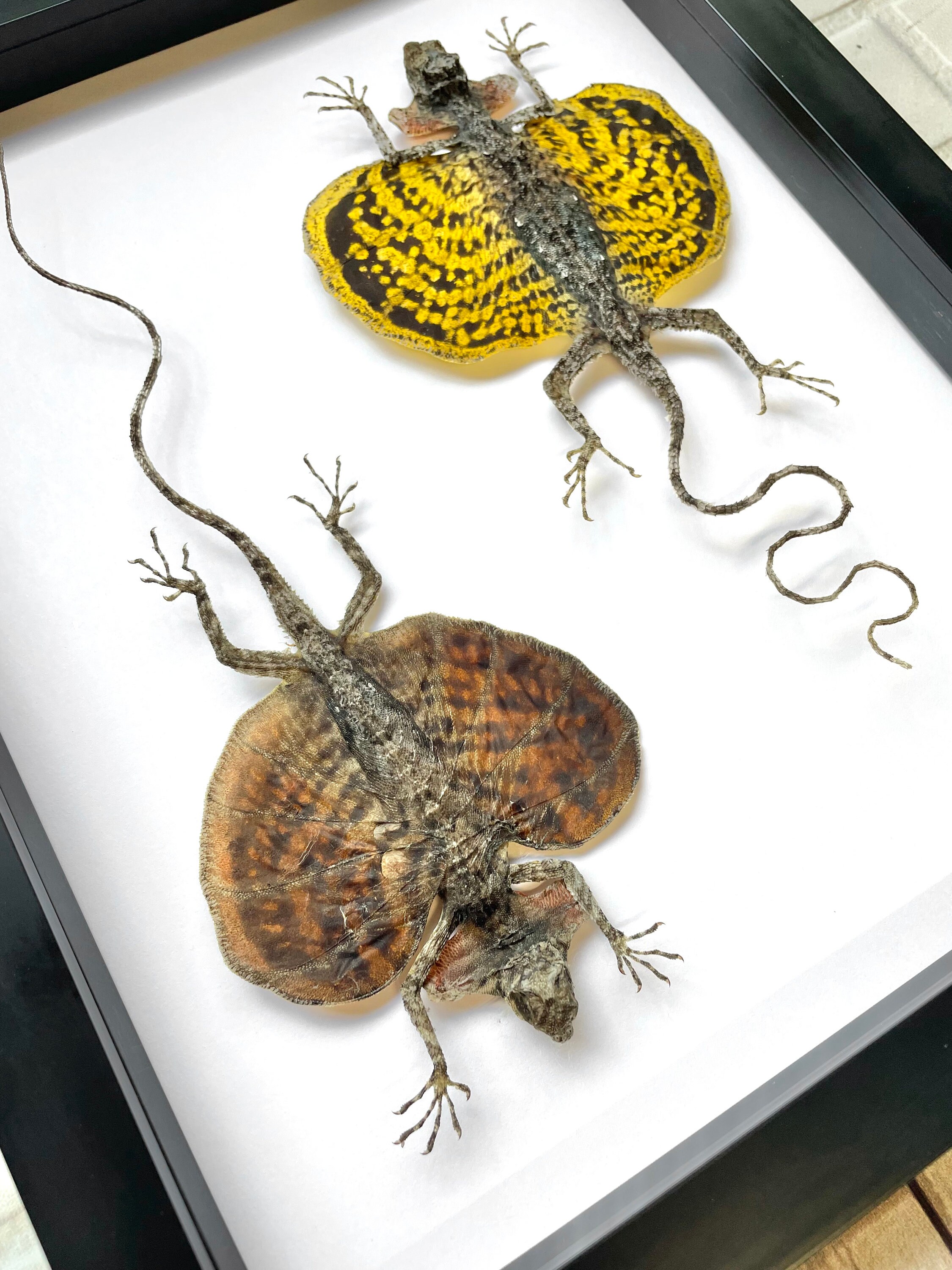 Bearded Flying Dragon Lizard Pair (draco Haematopogon) Deep