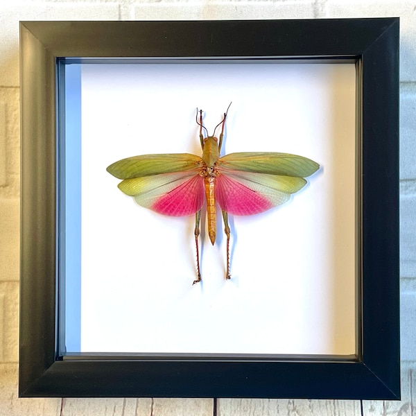 Insect Display Boxes Etsy