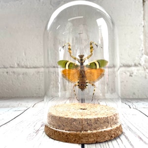 Banded Flower Mantis (Theopropus elegans) Glass Bell Cloche Dome Display Jar