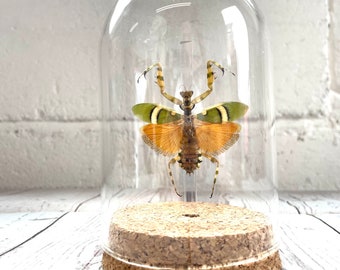 Banded Flower Mantis (Theopropus elegans) Glass Bell Cloche Dome Display Jar