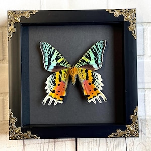 Madagascan Sunset Moth (Urania rhipheus) Ventral X Butterfly in Baroque Style Deep Shadow Box Frame Display Ventral