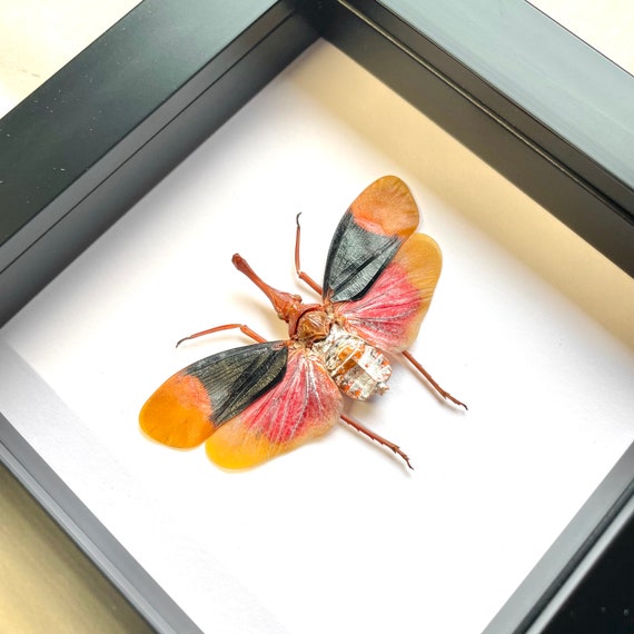 Red Nose Lantern Fly pyrops Detanii Cicada Shadow Box Frame Display Insect  