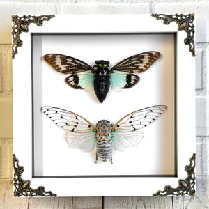 Cicadenpaar White Ghost + Turquoise Wing in White Barokstijl Diepe Schaduw Box Frame Display