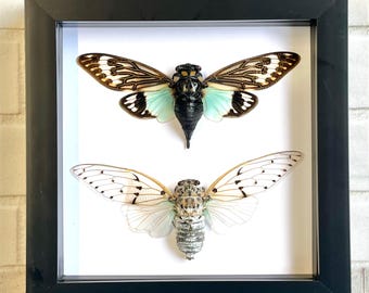 Pareja de cigarras El fantasma blanco + El ala turquesa en marco de caja de sombra Exhibición Escarabajo Insecto