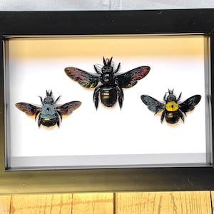 Carpenter Bee Collection Xylocopa caerulea latipes confusa Deep Shadow Box Frame Display Insect Bug