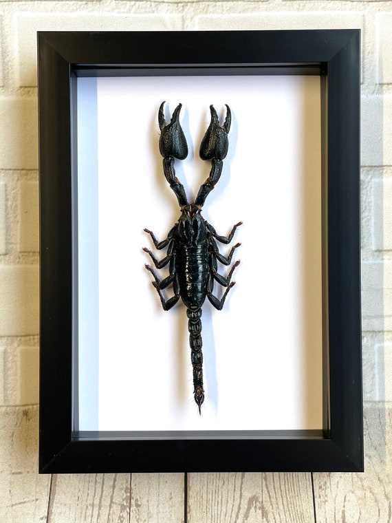 Indo Forest Scorpion heterometrus Cyaneus Deep Shadow Box - Etsy Singapore