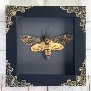 Lesser Death's Head Hawk Moth (Acherontia styx) in Baroque Deep Shadow Box Frame Display Insect Bug