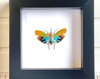 Lanternfly (Saiva transversolineata) Cicada Shadow Box Frame Display Insect
