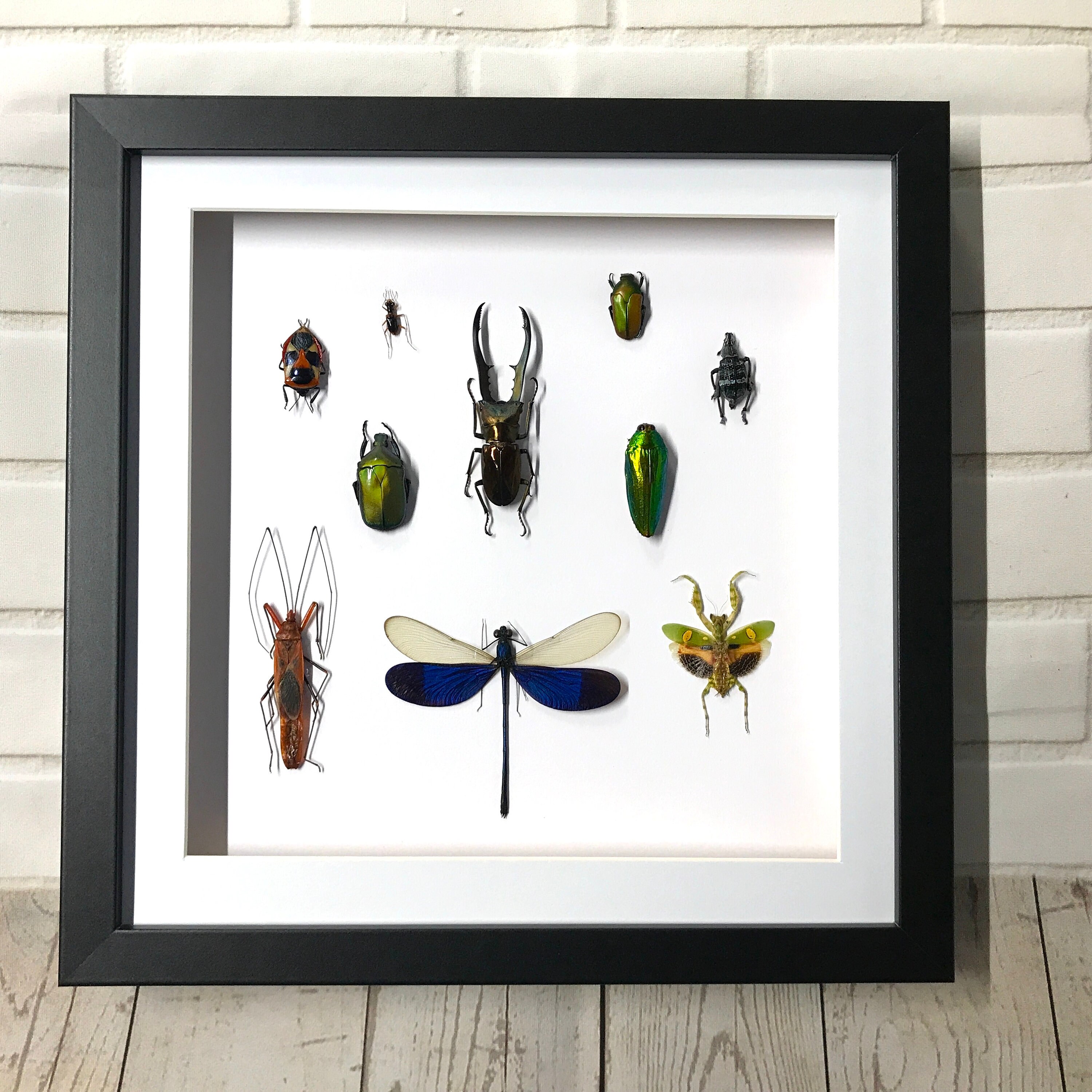 Insect Display Deep Shadow Box Frame Case Beetle Insect Bug Etsy