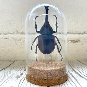 Thaise vechtkever (Xylotrupes gideon) glazen stolp cloche koepel display pot insect