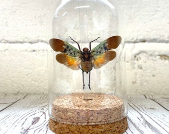 Lanternfly (Penthicodes farinosa tulia) Cicada Glass Bell Cloche Dome Display Jar Insect