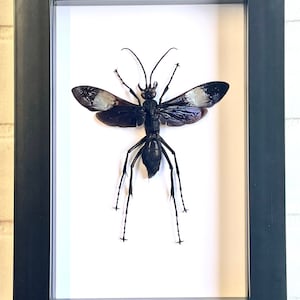Giant Tarantula Hawk Wasp (Hemipepsis speculifer diselene) Bee Deep Shadow Box Frame Display Insect Bug
