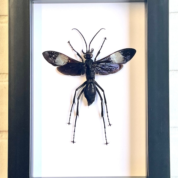 Giant Tarantula Hawk Wasp (Hemipepsis speculifer diselene) Bee Deep Shadow Box Frame Display Insect Bug