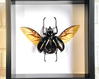 The Atlas Beetle (Chalcosoma atlas) Deep Shadow Box Frame Display Insect Bug