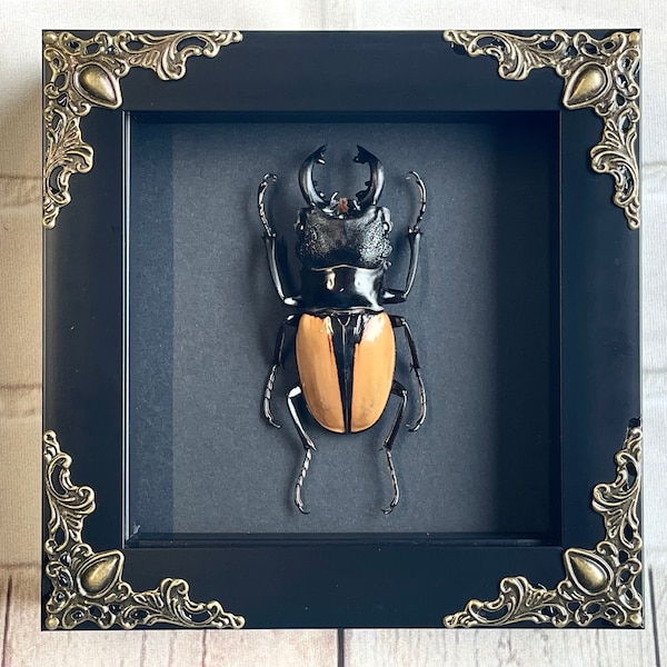 Orange Stag Beetle (Odontolabis ludekingi) in Baroque Style Deep Shadow Box Frame Display Insect Bug