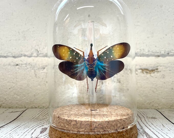 Real Colorful Lanternfly in a Glass Dome, Pyrops Clavata Entomology