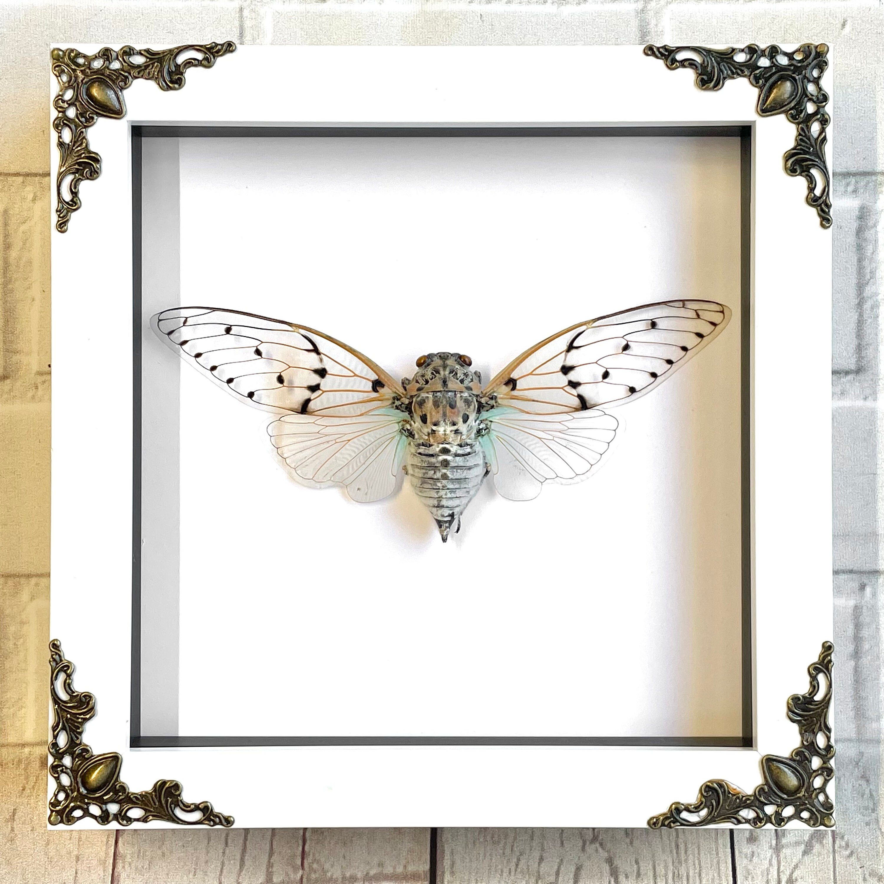 White Ghost Cicada (Ayuthia spectabilis) in White Baroque Style Deep Shadow Box Frame Display