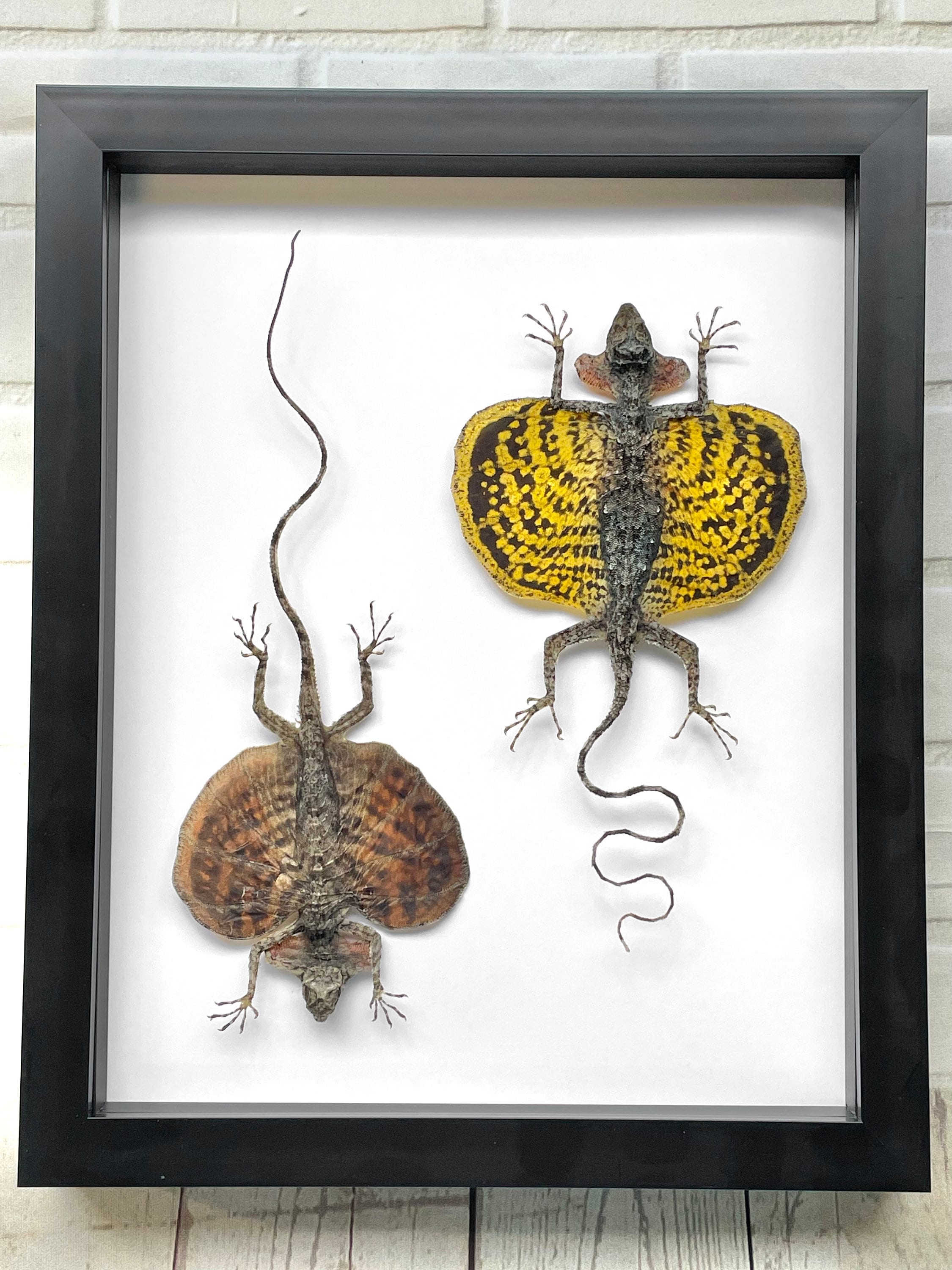 Bearded Flying Dragon Lizard Pair (draco Haematopogon) Deep