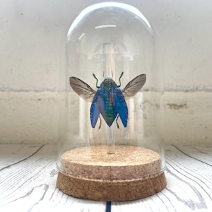 Blue Jewel Beetle (Polybothris sumptuosa) glazen stolp cloche koepel display pot insect