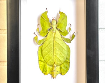 The Java Walking Leaf (Pulchriphyllium pulchrifolium) Deep Shadow Box Frame Display Insect Bug