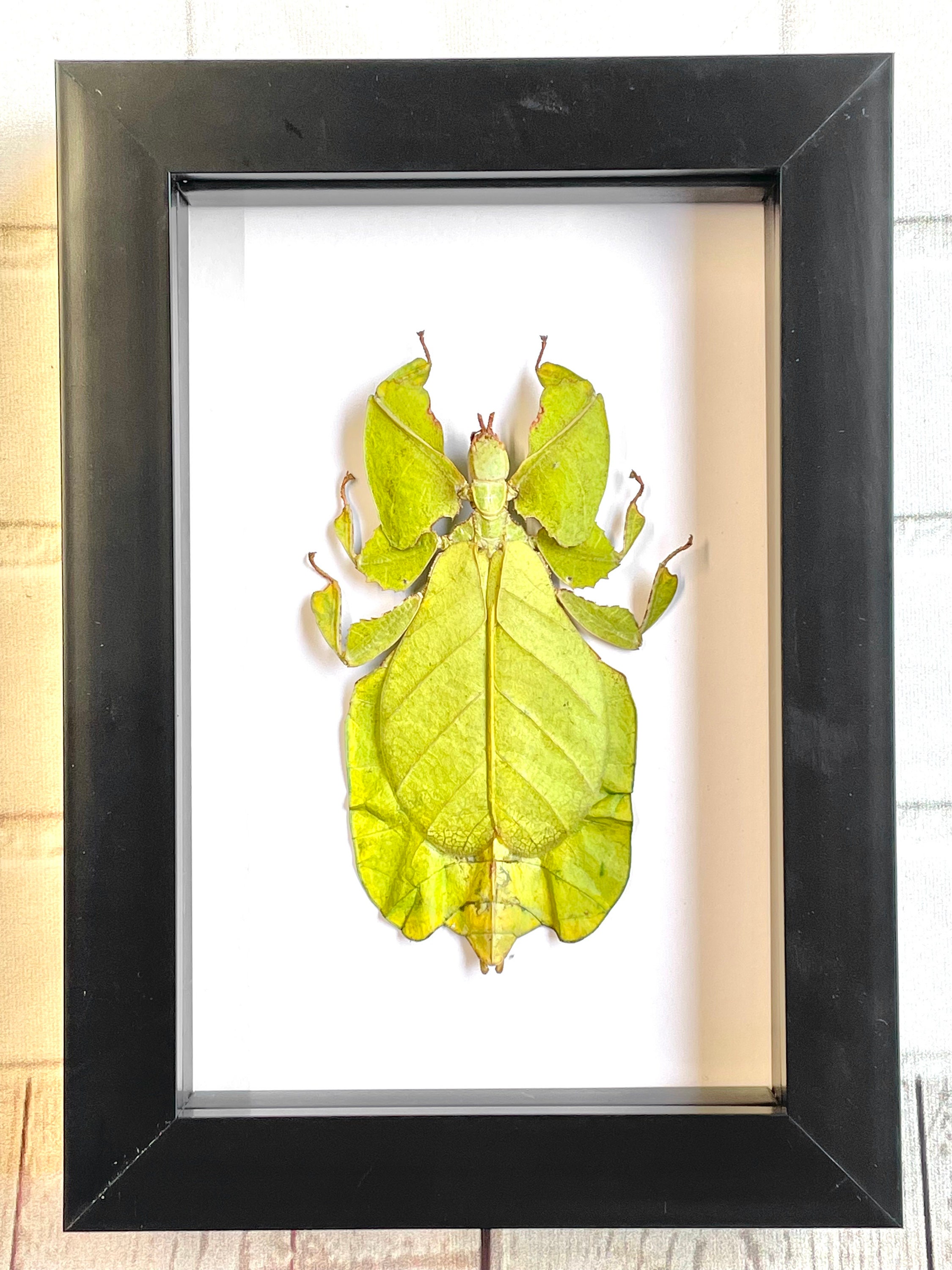 Deep Shadow Box Frame Display Insect Bug The Java Walking Leaf Pulchriphyllium pulchrifolium