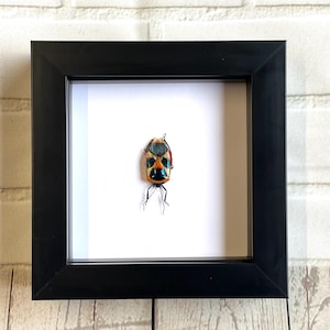 Man Face Stink Bug (Eucorysses nigripes) Deep Shadow Box Frame Display Beetle Insect Bug