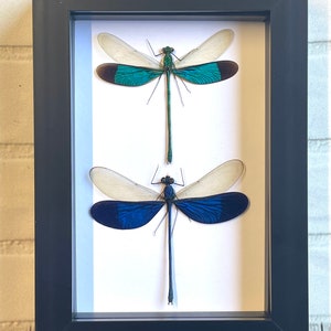 Damselfly Pair (Neurobasis) Dragonfly Deep Shadow Box Frame Display Insect Bug