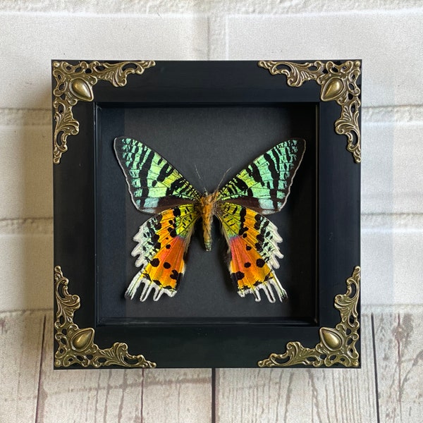Madagascan Sunset Moth (Urania rhipheus) Butterfly in Baroque Style Deep Shadow Box Frame Display Ventral