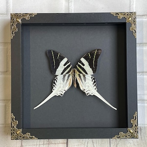 Giant Swordtail Butterfly (Graphium androcles) Swallowtail in Baroque Style Deep Shadow Box Frame Display