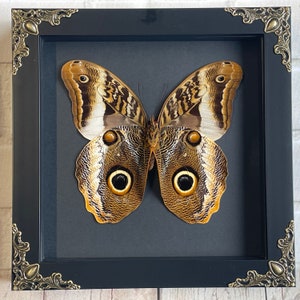 The Banded Giant Owl Butterfly (Caligo atreus) in Baroque Deep Shadow Box Frame Display Insect Bug