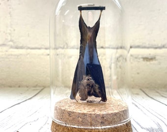Kuhl's Pipistrelle Bat (Pipistrellus kuhlii) Hanging in Glass Bell Cloche Dome Display Jar Insect