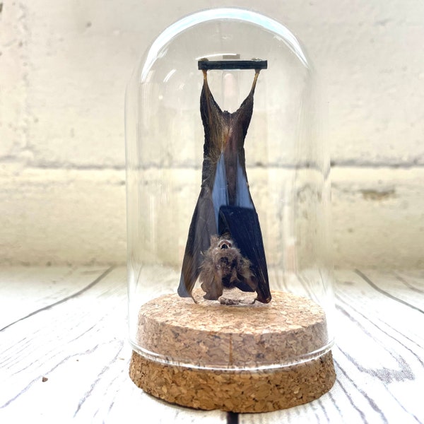 Kuhl's Pipistrelle Bat (Pipistrellus kuhlii) Hanging in Glass Bell Cloche Dome Display Jar Insect