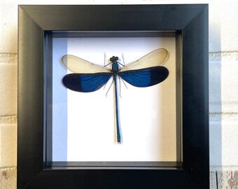 3 Large Cicadas Display Deep Shadow Box Frame Case Beetle Insect Bug Taxidermy E - Foto 5