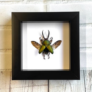 Saw Tooth Stag Beetle (Lamprima adolphinae) Deep Shadow Box Frame Display Insect Bug