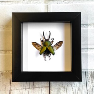 Golden Metallic Stag Beetle (Cyclommatus Metallifer) Real Insect Taxidermy – Shadow Box Frame Display