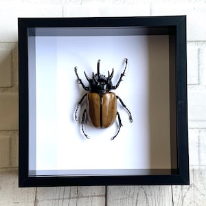 Scarabeo rinoceronte a cinque corna (Eupatorus gracilicornis) Cornice per esposizione di insetti in ombra profonda